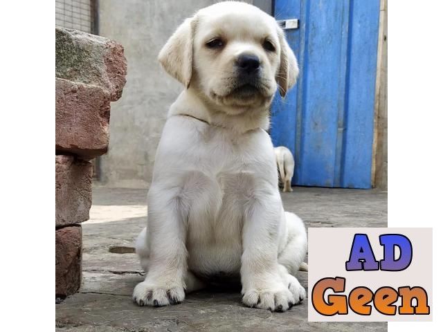 used Lab Puppy available 999948262 for sale 
